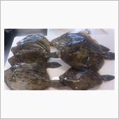 不満な釣果 難しかったカワハ ...