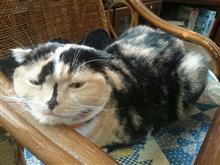 追い込まれないと(。&gt;д&lt;)