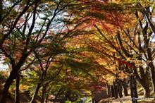 上田城跡紅葉祭りWith Dogs