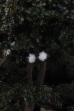 山茶花が咲きました。(*^_^*)