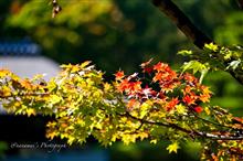 都下の紅葉は想定外に進んでいた!? 都下の紅葉は想定外に進んでいた!?