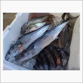 お魚さん。