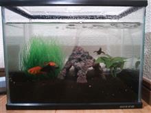 400円の金魚に