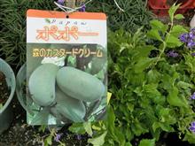 ポポーという果樹