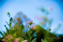 秋の花を85Debu(+Leica Q)で ① 秋の花を85Debu(+Leica Q)で ①