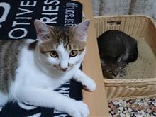 特に何もありません。
