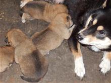 柴犬の赤ちゃん。育児奮闘記!その2 (犬ブログ) 柴犬の赤ちゃん。育児奮闘記!その2 (犬ブログ)
