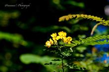 秋の花を85Debuで ② 秋の花を85Debuで ②