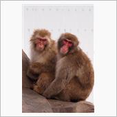 MONKEYS！