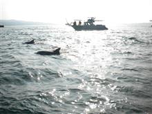 島原半島 かづさイルカウォッチングに行って来ました 島原半島 かづさイルカウォッチングに行って来ました