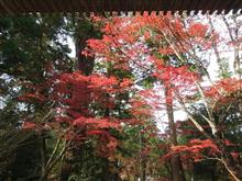 滋賀の紅葉(*&#180;ω｀*)