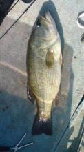 魚にも嫌われてる 魚にも嫌われてる