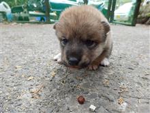 歩けますよ。。。柴犬の赤ちゃん。育児奮闘記！その３　（犬ブログ） 