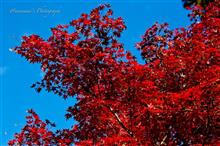 紅葉の始まり　〜2015年 平林禅寺〜