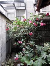 早すぎひん？