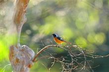 多磨霊園で鳥撮り散歩　～～(m-_-)mｳﾗﾒｼﾔｧ