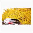 ginkgo　hunting