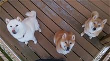 ばにら子とマリンマコ～(^-^)……。
