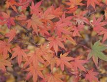 京都の紅葉は日本一ですね~ 京都の紅葉は日本一ですね~