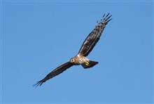 初見初撮り１６９種目、ハイチュウことハイイロチュウヒ