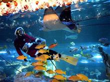 大人も楽しめたしながわ水族館
