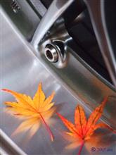 紅葉と黄葉を再び探して