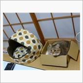猫かまくら