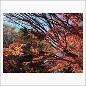 この山も 意外と紅葉良い具合