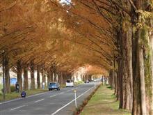 メタセコイア並木の紅葉を見に