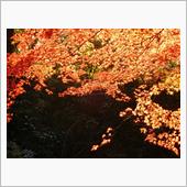 やっと紅葉も