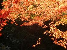 やっと紅葉も