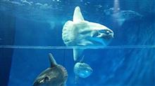 アクアワールド大洗水族館