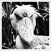 百鳥の王