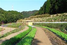 １２月の新鮮お野菜♪
