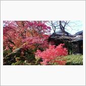 京都の紅葉が最高だった件♪