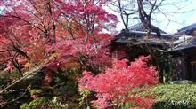 京都の紅葉が最高だった件♪