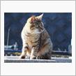 ちょこっと猫ちゃん撮りに行きました…(ΦωΦ)