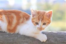 あの時の子猫は今
