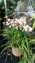 実家の石垣に花