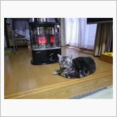 ネタなし。