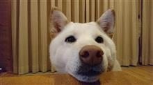 アゴ乗せサクサク～……。