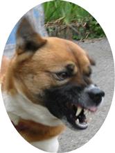 他にも詐欺被害者が