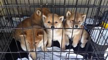 いい日旅立ち♪柴犬の赤ちゃん育児奮闘記!その7最終回 (犬ブログ) いい日旅立ち♪柴犬の赤ちゃん育児奮闘記!その7最終回 (犬ブログ)