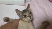 赤ちゃん何匹産まれるかな? 家族倍増計画!?(=^ェ^=) (猫ブログ) 赤ちゃん何匹産まれるかな? 家族倍増計画!?(=^ェ^=) (猫ブログ)