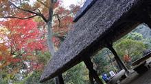 いつになったら、紅葉の本番が いつになったら、紅葉の本番が