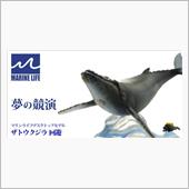 NHKニュース　ザトウクジラ ...
