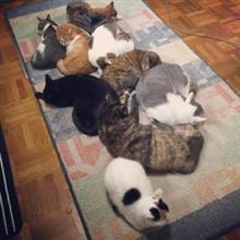 猫　、　　ま　っ　た　り　　～　　　♪