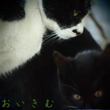 今回の改修作業わ効果低調｡｡｡(^▽^;)