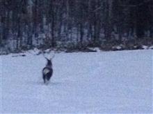 Reindeer? No real deer!!