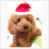 メリークリスマス✨🎄✨
